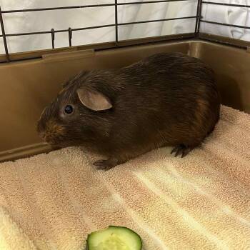 Rescue Guinea Pig Guinea Pigs for Adoption - Simba | PetCurious